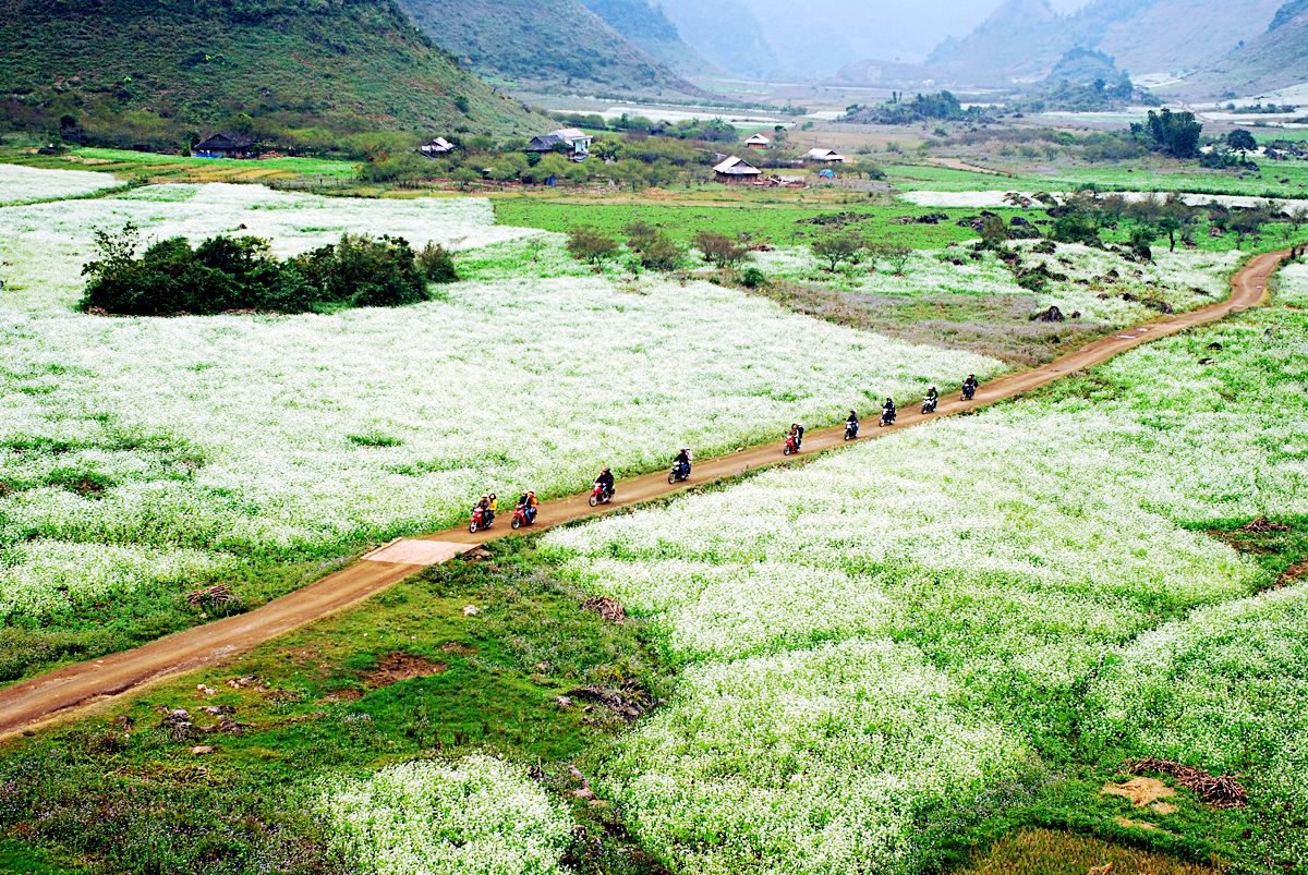 cai-trang-moc-chau